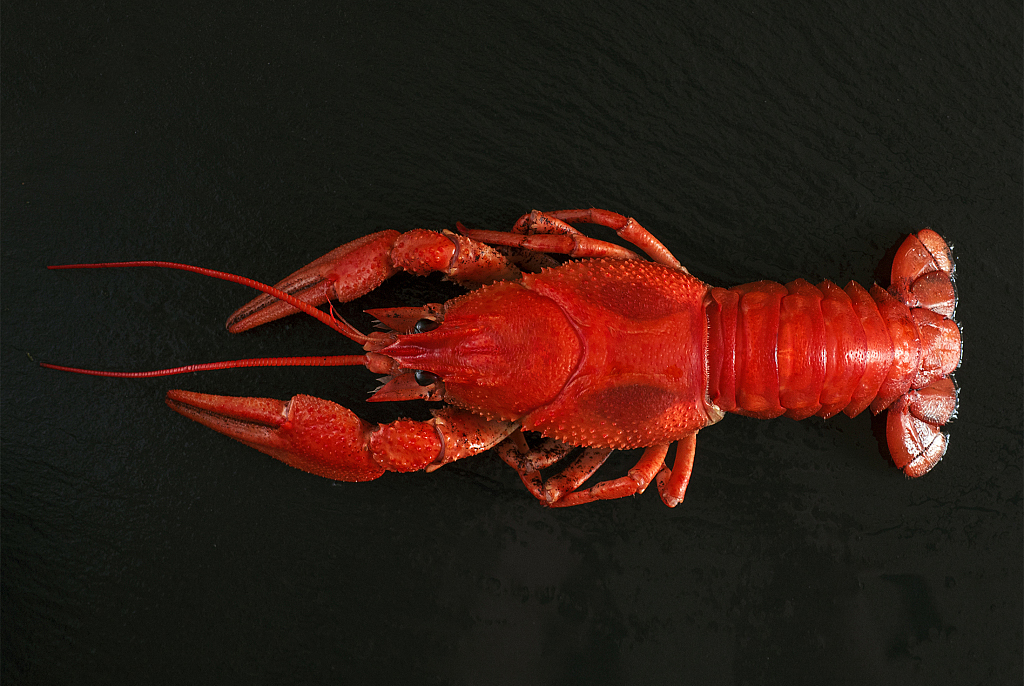 小姐姐邀你一起品味九大妖味小龙虾